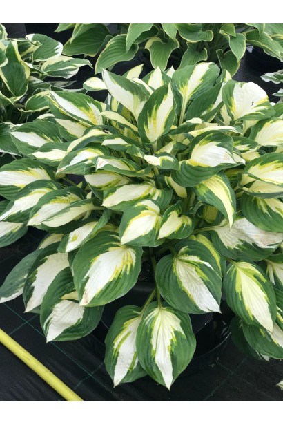 Висота Хоста Колор Фестівал